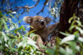 Raymond Island Koala